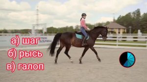 Викторина о лошадях. Викторина о животных. Зоовикторина. Тест на знание лошадей