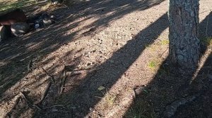 Остров Малый Высоцкий/ Приятно удивились, что отдыхающие оставили после себя такой порядок!