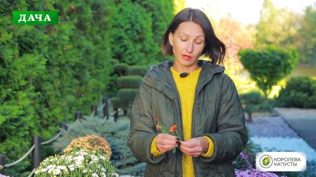 ХРИЗАНТЕМА - как вырастить, сохранить и добиться пышного цветения смотреть онлайн