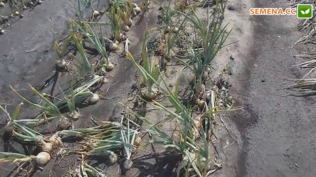 Болеро F1 цибуля (Moravoseed) Культура в полі смотреть онлайн