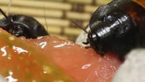 Как едят тараканы