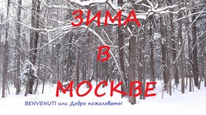 Прогулка в зимнем лесу. Москва.