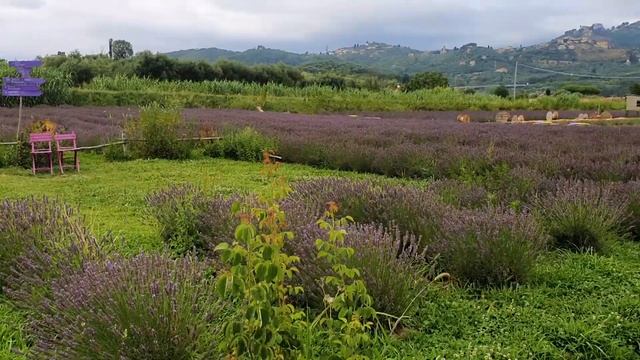 INSTAX SQ1 Vs INSTAX SQ40 : QUALE SCEGLIERE? смотреть онлайн