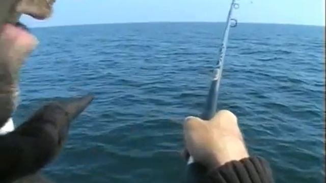 Gulp gegen Naturkoeder смотреть онлайн