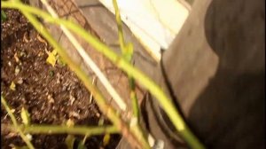 Готовим розы к зиме. Обрезка рамблера Супер Дороти. Самая покладистая!