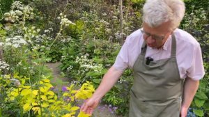 My cottage border … planted densly to suppress weeds