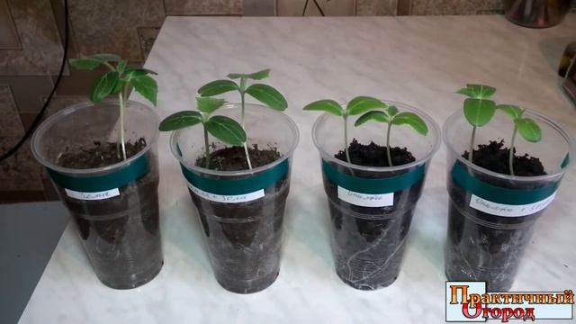 Перепревшие опилки против земли. Тест. смотреть онлайн