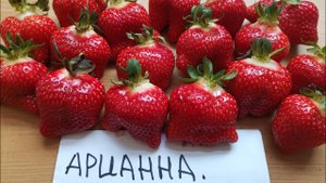Клубника АРИАННА! Ультраранний сорт!
