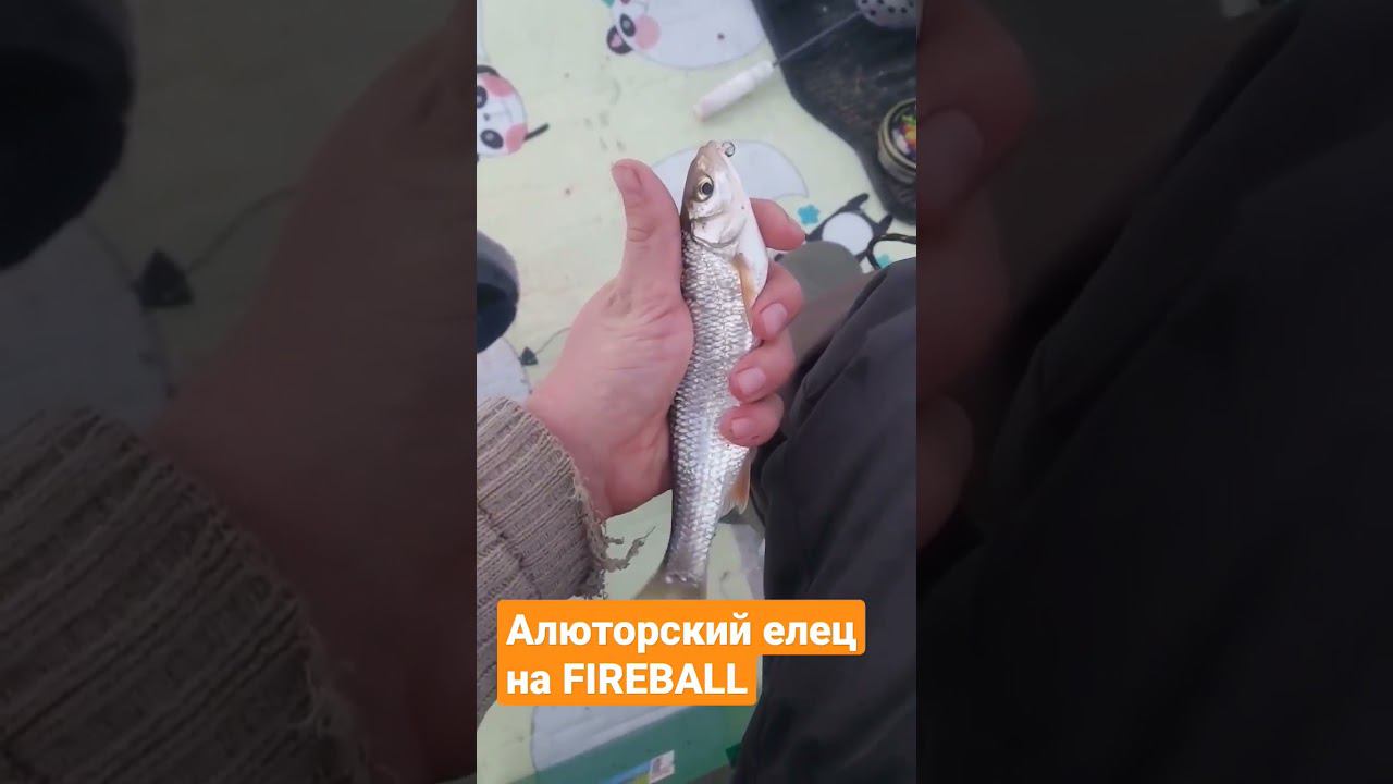 Крупный елец на FIREBALL смотреть онлайн