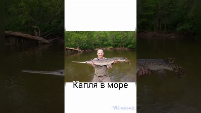 #пятнистая пансерная щука#смешные картинки#