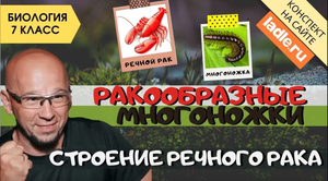 Класс Ракообразные и Многоножки. Биология 7 класс. Строение речного рака. Тип Членистоногие животные