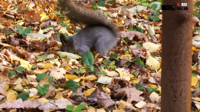 Белка )))) Squirrel ))) смотреть онлайн