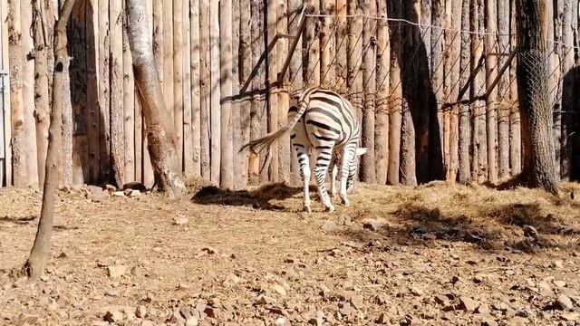 Кравцовские водопады. Бухта "Стеклянная". Шамора.