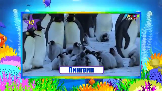 100 морских обитателей и рыб. Учим названия жителей моря и океана. Логопед для вас