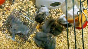 Клетки-почтой.рф как правильно выбрать джунгарского хомячка