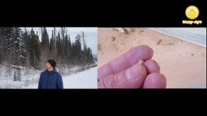 Сухой лес или миф о сухостойной сосне. Кело дом или Дом из кедра? #КедрАрт