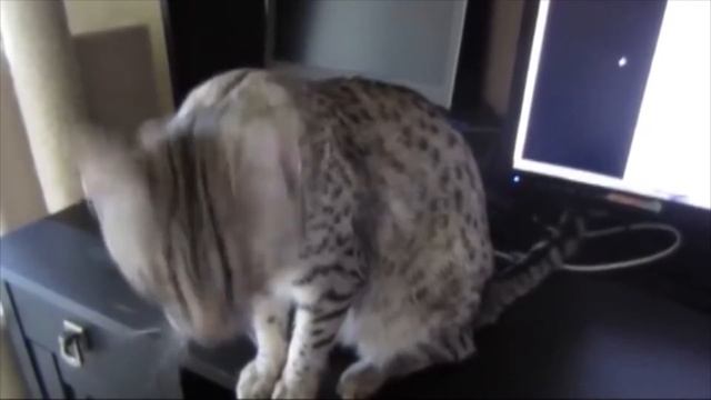 Самые умные породы кошек