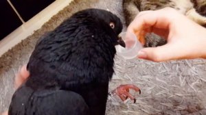 ВЫХАЖИВАЕМ ЗАМЕРЗШЕГО ГОЛУБЯ!!! ЧАСТЬ 1