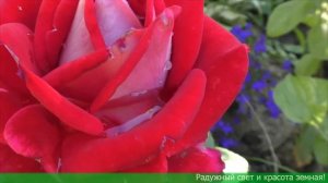 Роза Уизли и роза Люксор в моем саду! Rose Wisley  and rose Luxor in my garden!