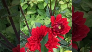 Георгин Гарден Вондер