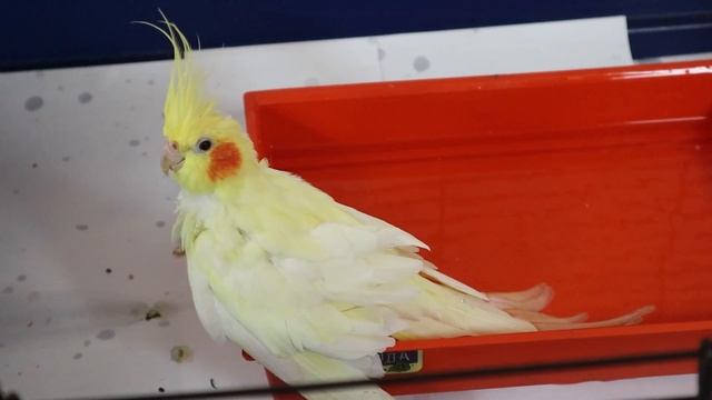 Попугай корелла – уход и содержание в домашних условиях смотреть онлайн