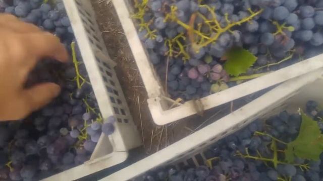 Урожай Каберне Кортис (10.09.2022) смотреть онлайн