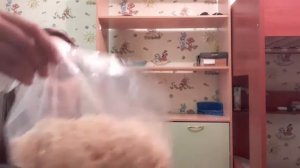 Всё о декоративных кроликах. Что нужно для кролика? Какой корм нужен для них? Плюсы(+) и минусы(-).