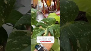 Новинка в моей коллекции. Монстера Тайское созвездие