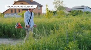 Биология 6 класс. Систематика, растения высшие и низшие