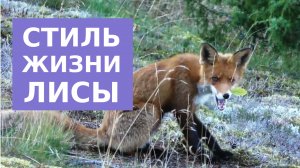 Стиль жизни лисы здесь и сейчас
