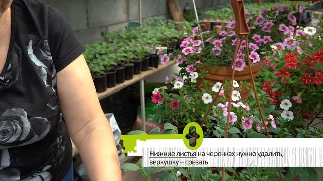 КАК С 1 ЦВЕТКА ПОЛУЧИТЬ СРАЗУ 10! СПОСОБ ДЛЯ ЭКОНОМНЫХ САДОВОДОВ смотреть онлайн