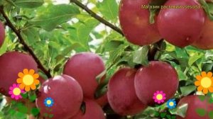 Алыча гибридная Найдена. Краткий обзор, описание характеристик prunus rossica Naidena