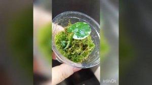 Ксантозома Микки Маус растет