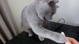 Кот укусил за руку хозяйку