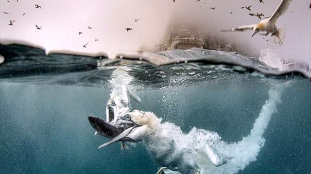 ОЛУША СУПЕР НЫРЯЛЬЩИК смотреть онлайн