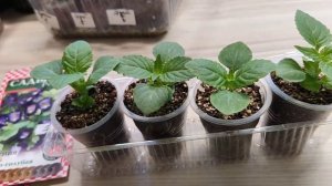 18.03.22 Обзор рассада цветов Экзакум,Торения,Эустома и др