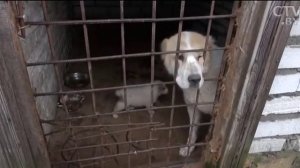 Волки, павлины и пиренейский горный козёл: необычный зоопарк завёл фермер под Минском