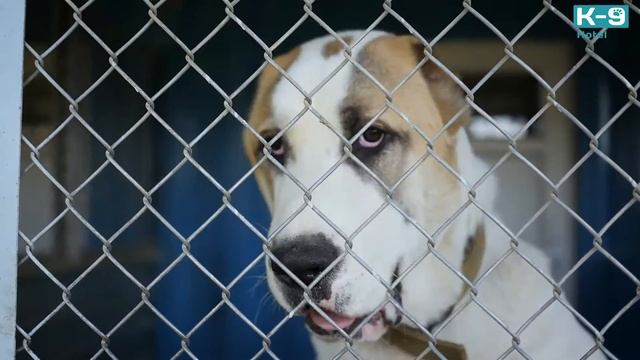 K-9 Hotel смотреть онлайн