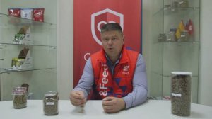Рацион крупного рогатого скота. Чем кормить телят, мясных бычков и молочных коров? БМВК для крс.