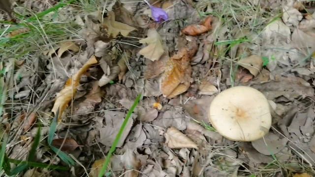 Un lactario exclusivo de hayedos: Lactarius pallidus. смотреть онлайн