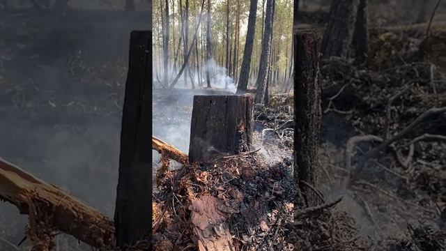 Возле посёлка Половинка в Кондинском районе тушат лесной пожар