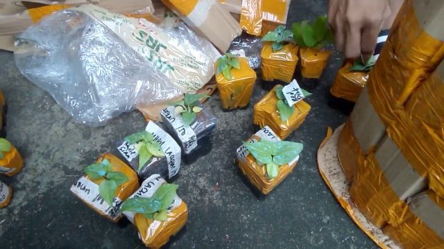 UNBOXING/ANTHURIUM FOLIAGE SEEDLINGS смотреть онлайн