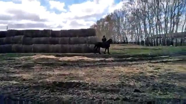 Обучение жеребца, по колхозному! Обучение лошади! смотреть онлайн