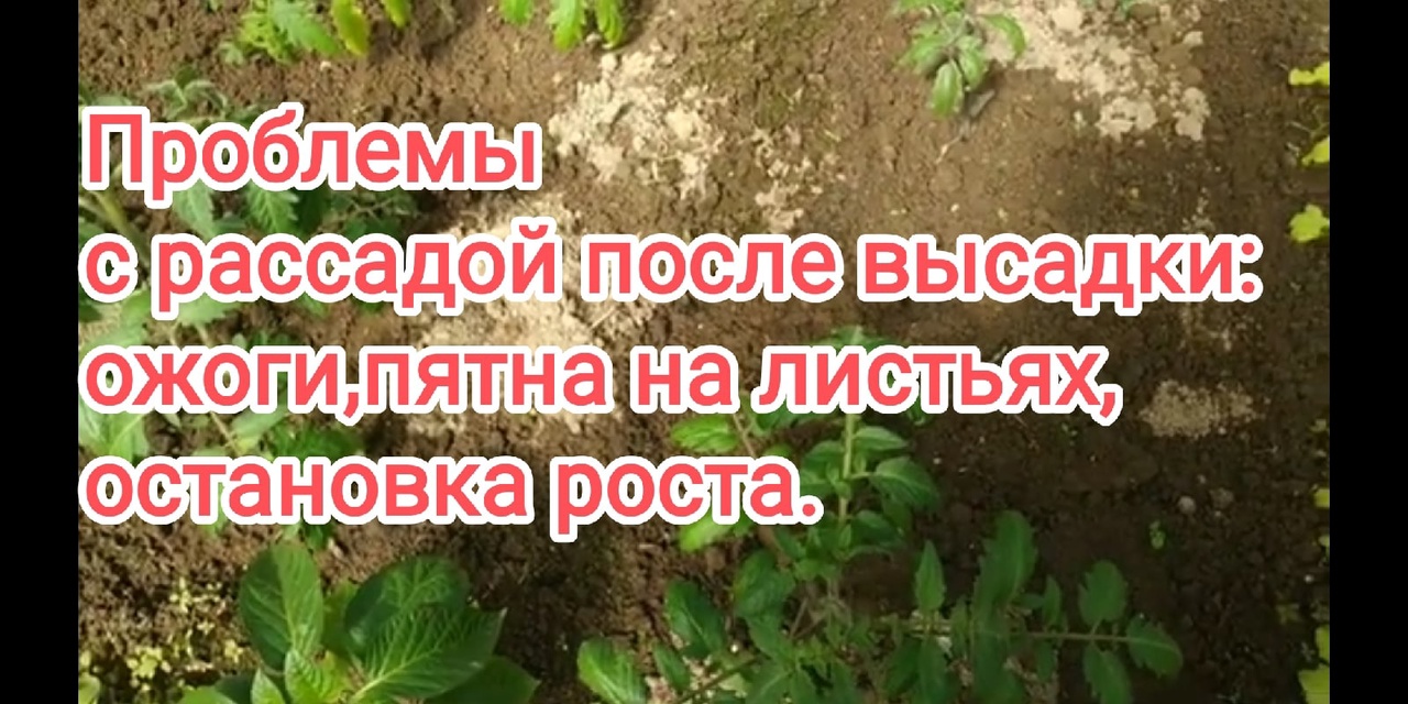 Проблемы с рассадой после высадки в грунт.Как спасти рассаду от заморозков?