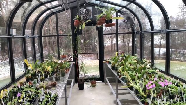 Как профессионально выращивают орхидеи в америке. Теплица для выращивания орхидеи. В гостях у Кэрол смотреть онлайн