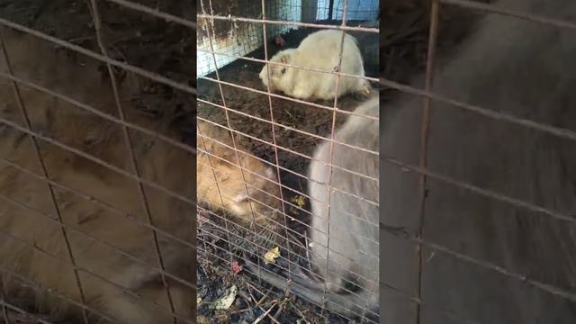 сибирский норки смотреть онлайн