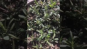СТАТИЦА сухоцвет!Как правильно высадить в открытый грунт