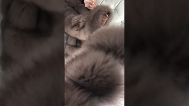 Полушубок из финского песца с английским воротником под соболь смотреть онлайн