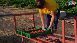 Промышленный сбор клубники | ООО "Ягодные поля"