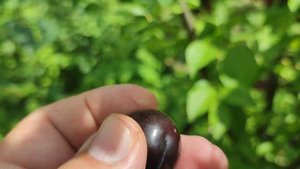 Слива Черри Делайт (plum Cherry Delight). Гибрид сливы и вишни.